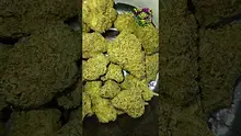 VIP THC Video Thumbnail