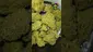 Video Thumbnail: VIP THC