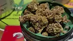 Glass Pharms® BS T19 Blackberry Sour Medical Cannabis review