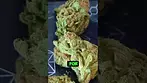 Curaleaf High Silver – Budget Bud or Hidden Gem?