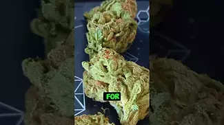 Curaleaf High Silver – Budget Bud or Hidden Gem?