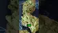 Video Thumbnail: MedCannaBliss