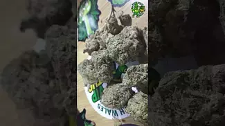 4C Labs Donny Burger T21 UK medical cannabis flower #cannabiseducation #medicalcannabis #cannabis