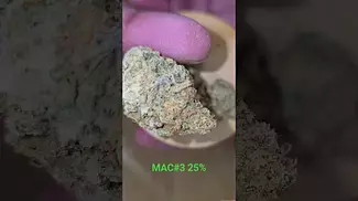 UK Medical Flower MAC#3 25% Miracle Alien Cookies  #mac