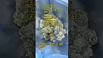 Uk medical cannabis Dalgety oracle #medicalcannabis #uk #420blazeit #cannabiseducation