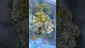 Video Thumbnail: Henry Hemp