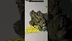 Beach Crasher by Redecan Tilray IPS THC 25% UK MEDICAL BN 260416132 ED 13 OCT 26