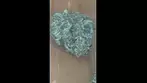 Garlic Zkittlez  | Lot 420 (AAAA) Medical First Look