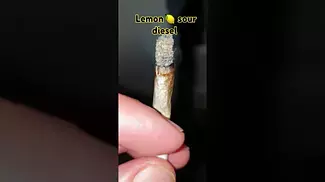 How it smokes MCCN No.5( lemon sour diesel ) discord coming soon