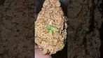 Wellford Luma MAC#3 T25 - Miracle Alien Cookies -