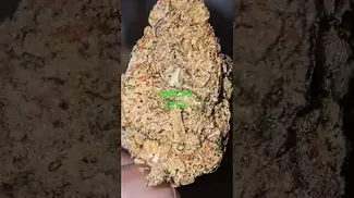 Wellford Luma MAC#3 T25 - Miracle Alien Cookies -