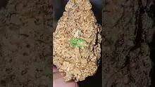 Vinnie's Lounge Video Thumbnail