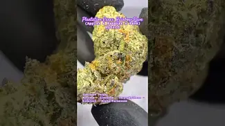 Plantation Ceres: Rainbow Pave (A closer look & Terp breakdown)