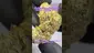 Video Thumbnail: Review Budd