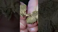 Smacksalad Video Thumbnail