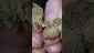 Video Thumbnail: Smacksalad