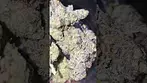 UK Medical Flower - AAAA Gelato#33 T26 - 1 Week in my glass jar. Tasting sweet and candy like