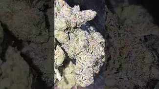 UK Medical Flower - AAAA Gelato#33 T26 - 1 Week in my glass jar. Tasting sweet and candy like