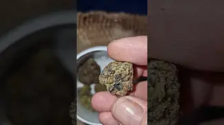 Modified Grape T28 By Sundaze medical flower