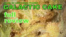Smacksalad Video Thumbnail