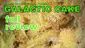 Video Thumbnail: Smacksalad
