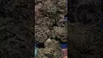 Rainbow Pavé T29 Review: Earthy, Sweet & Smooth​ #shorts  #cannabisstrains  #medicalcannabis