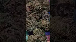 Rainbow Pavé T29 Review: Earthy, Sweet & Smooth​ #shorts  #cannabisstrains  #medicalcannabis