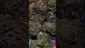 Video Thumbnail: 420vibes 