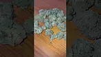 DOE Medical - BRITZ #cannabisdaily #cannabiseducation #medicalmarijuanapatient