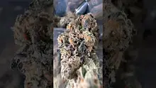 Vybzz 420 Video Thumbnail