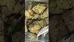 Curaleaf ggo - green gelato