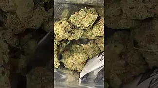 Curaleaf ggo - green gelato