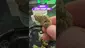 Video Thumbnail: Smokie McGreen