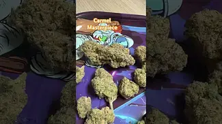 Carmel: master piece flower