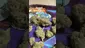 Video Thumbnail: Doc Green Bud