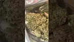 Pure sunfarms ( Pink kush )