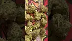 Maui Wowie by Common Roots