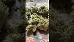 OZK T29 NUGS 2 | UK Medical Cannabis Strain Review #ukmedicalcannabis #ukmedical #cannabiseducation