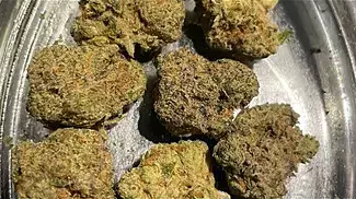 Aurora T28 Chemango kush REVIEW