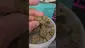 Video Thumbnail: Eazypax420