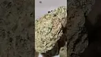 @2cavjav #ukmedicalcannabis #cannabisreviews