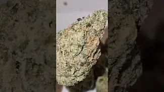 @2cavjav #ukmedicalcannabis #cannabisreviews