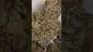 Video Thumbnail: PrescribedBouquet