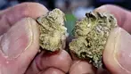 GARY BUSEY FIRST IMPRESSIONS | Fresh Island Canna, 4C Labs & Xeal | 30% | 9/g