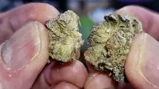 GARY BUSEY FIRST IMPRESSIONS | Fresh Island Canna, 4C Labs & Xeal | 30% | 9/g