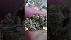 Kasa Verde Grape Octane T27 - Sweet berry gas. Indica creeper.
