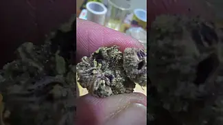 Kasa Verde Grape Octane T27 - Sweet berry gas. Indica creeper.