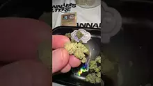 Cannabis Culture  Video Thumbnail
