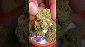 Superseed: Blueberry Purp