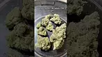 Lot420 AAAA T26 Gelato #33 weight